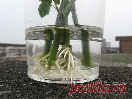 Укоренить розу из подаренногобукета очень просто!  
 
Не бойтесь, чтобы это сделать, не обязательно быть огородником с глубокими познаниями в цветоводстве! Холодное время года считается наиболее удачным для подобных садоводческих экспериментов.
Если у вас в вазе стоят срезанные розы и они вам понравились, то не спешите их выбрасывать, когда они начнут вянуть.  
 
Давайте попробуем их укоренить!
 
Возьмите розу, острым ножом срежьте ее верхнюю часть, так чтобы остался черен...