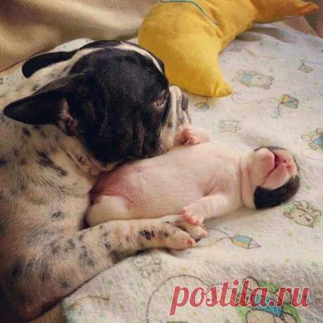 Эти собаки знают, что такое семья! – Фитнес для мозга
