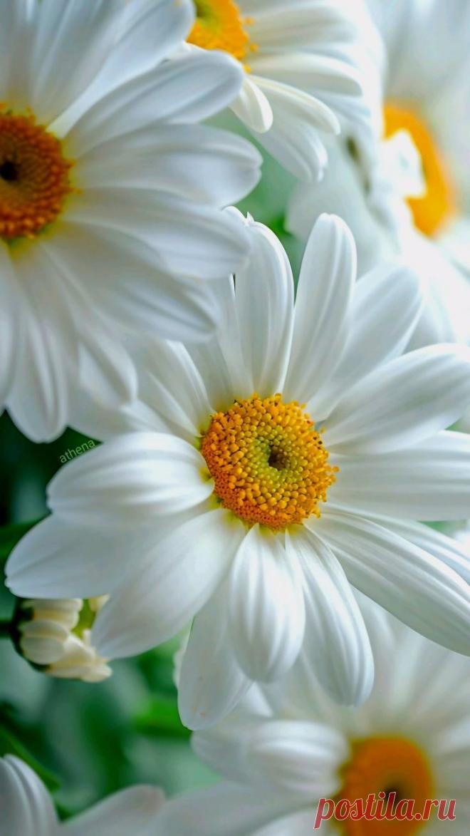 Пин на доске яРОМАШЕЧКИ