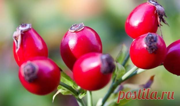 Шиповник: #польза 

#Плоды_шиповника содержат #много_витамина_С, бета-каротина и меди, а также особые растительные вещества — #галактолипиды. 
- Это сочетание природных активных ингредиентов делает плоды шиповника натуропатическим средством при остеоартрите и артрите. 

#Шиповник — чудесное #растение. #Польза шиповника общеизвестна, но мы знаем очень мало о нем. Читайте в статье: шиповник: применение и #рецепты