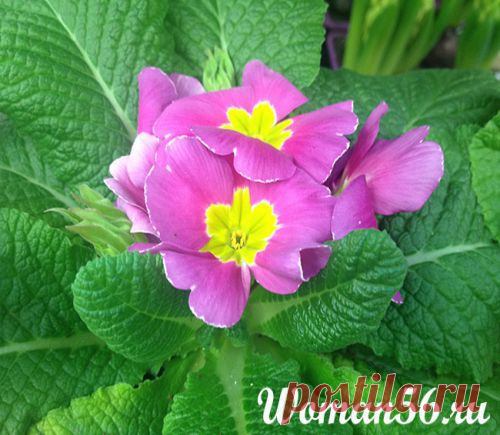 Примула комнатная уход. Фото