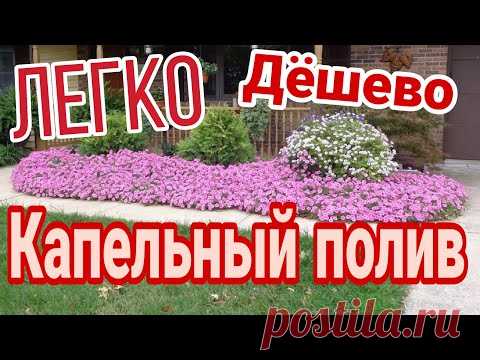Капельный полив для ампельных петуний! Ампельная петуния Vista высажена на клумбу! Дачные советы.
