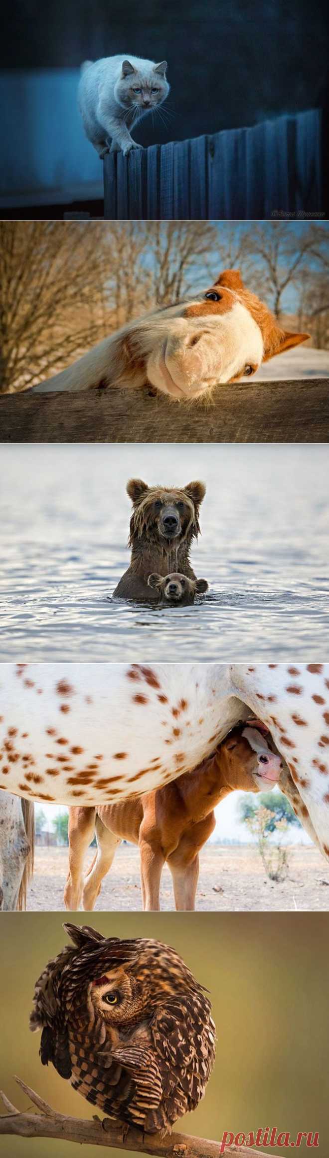 30 лучших снимков National Geographic за год