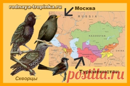 КАК ВОРОБЬИШКО АФРИКУ ИСКАЛ: сказка о зимующих и перелетных птицах

Рекомендации для взрослых:

— Дорогие мамы, папы, бабушки и дедушки, педагоги! Я рекомендую эту сказку и Ваши «домашние» или «не домашние» занятия, беседы или игры с детьми по ней разделить на две части. И не читать эти части сказки друг за другом в один день, а сделать перерыв на несколько дней. Почему?

Эта сказка и видеоуроки для детей очень интересные и содержат много занимательных фактов, которые малы...
