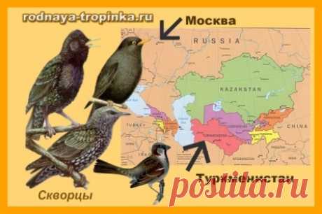 КАК ВОРОБЬИШКО АФРИКУ ИСКАЛ: сказка о зимующих и перелетных птицах

Рекомендации для взрослых:

— Дорогие мамы, папы, бабушки и дедушки, педагоги! Я рекомендую эту сказку и Ваши «домашние» или «не домашние» занятия, беседы или игры с детьми по ней разделить на две части. И не читать эти части сказки друг за другом в один день, а сделать перерыв на несколько дней. Почему?

Эта сказка и видеоуроки для детей очень интересные и содержат много занимательных фактов, которые малы...