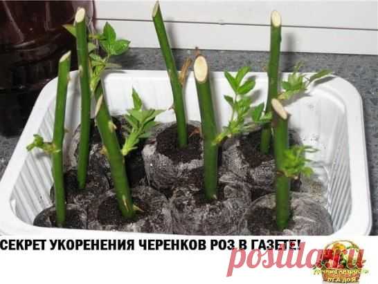 Черенкование роз