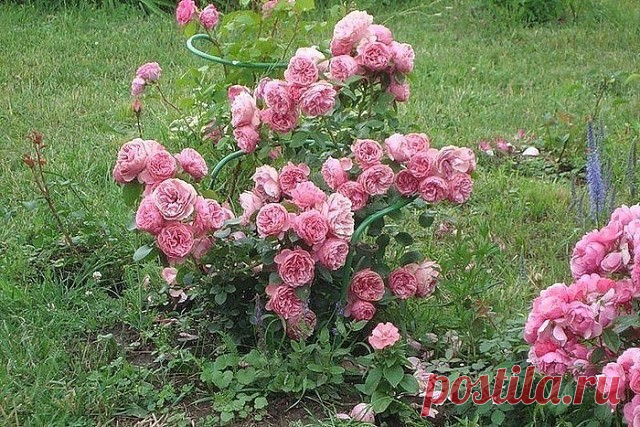 Одноклассники