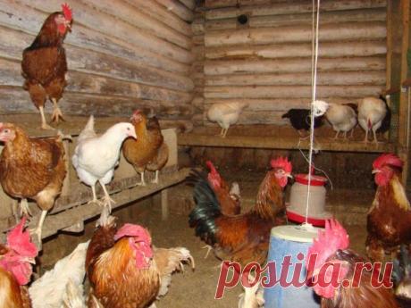 Куряк или куриный помет - натуралое биологическое удобрение