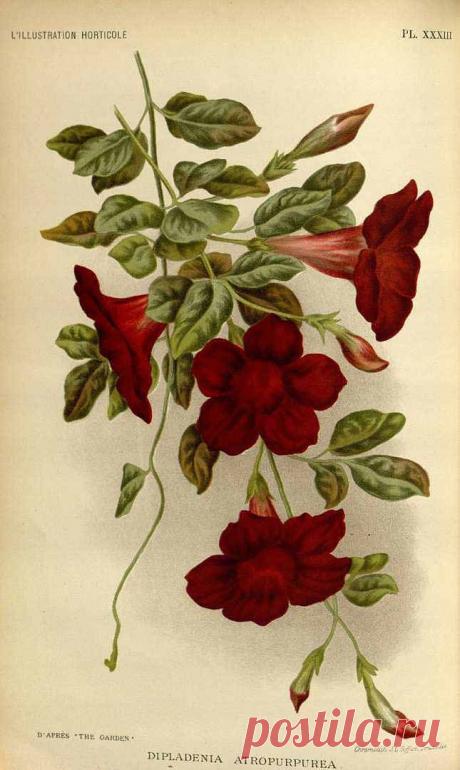 Найдено на сайте plantgenera.org.