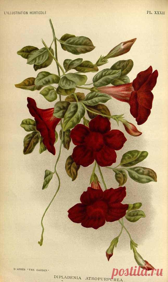 Найдено на сайте plantgenera.org.