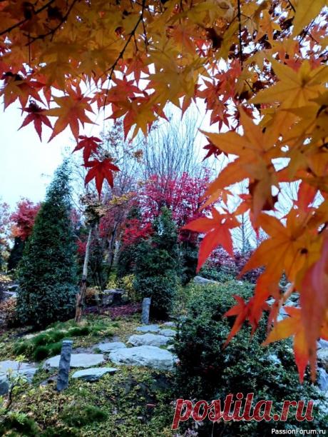 Немного хокку и много осени японского сада. | Разговоры на любые темы