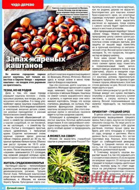 Каштан съедобный или посевной