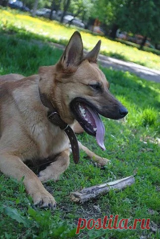 Собачка умница осталась одна. 
Уважаемые  Москвичи, помогите собаку пристроить Ладу которая находится в Москве.

Хозяйка умерла, осталась 80 летняя бабушка, которая живёт на 4 этаже и не выходит на улицу, так как нет лифта. А соба…
