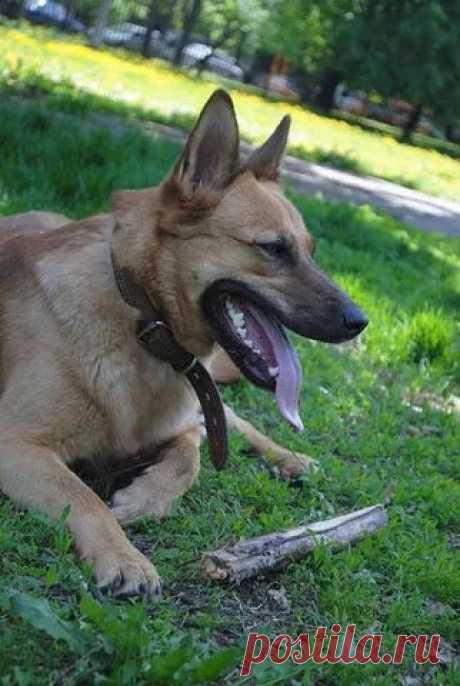Собачка умница осталась одна. 
Уважаемые  Москвичи, помогите собаку пристроить Ладу которая находится в Москве.

Хозяйка умерла, осталась 80 летняя бабушка, которая живёт на 4 этаже и не выходит на улицу, так как нет лифта. А соба…