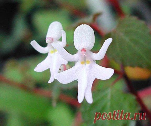 ******Танцующие девченки.