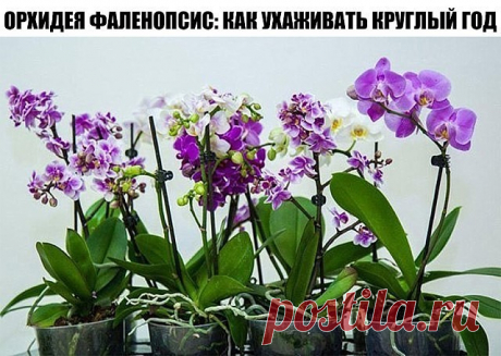 ОРХИДЕЯ ФАЛЕНОПСИС: КАК УХАЖИВАТЬ КРУГЛЫЙ ГОД.
Январь
Полив фаленопсиса значительно уменьшаем, так как летом, растения потребляют меньше воды. Это вызвано тем, что зимой дни короче, чем летом. Если режим полива не откорректировать относительно времени года, то возможен застой влаги и возникновение грибковых заболеваний. Даже в солнечные дни поливать дополнительно не рекомендуют.
Если в доме центральное отопление, то стараемся повышать влажность воздуха, расставив емкости с...