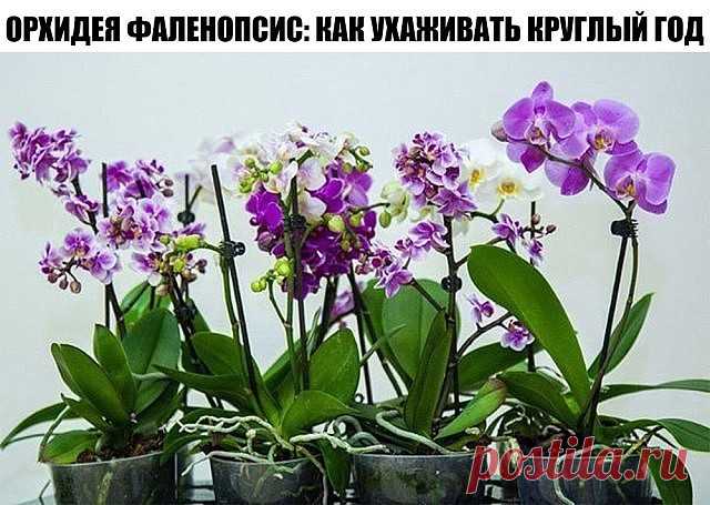 ОРХИДЕЯ ФАЛЕНОПСИС: КАК УХАЖИВАТЬ КРУГЛЫЙ ГОД.
Январь
Полив фаленопсиса значительно уменьшаем, так как летом, растения потребляют меньше воды. Это вызвано тем, что зимой дни короче, чем летом. Если режим полива не откорректировать относительно времени года, то возможен застой влаги и возникновение грибковых заболеваний. Даже в солнечные дни поливать дополнительно не рекомендуют.
Если в доме центральное отопление, то стараемся повышать влажность воздуха, расставив емкости с...