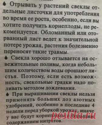 Огород. Про свеклу.