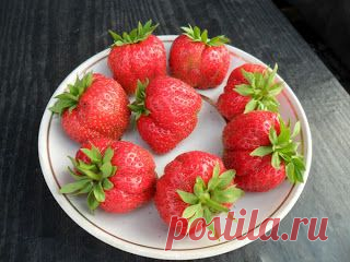 Вкусный Огород: Правила ухода за клубникой