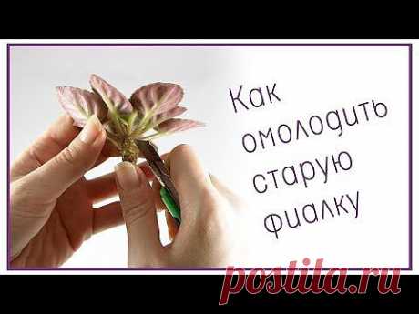 ▶ Как омолодить старую фиалку - YouTube