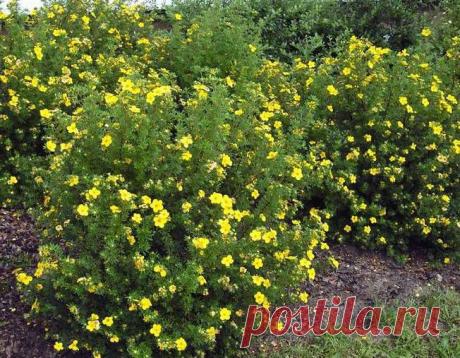 Как вырастить на дачном участке лапчатку кустарниковую | НА ЗАВАЛИНКЕ