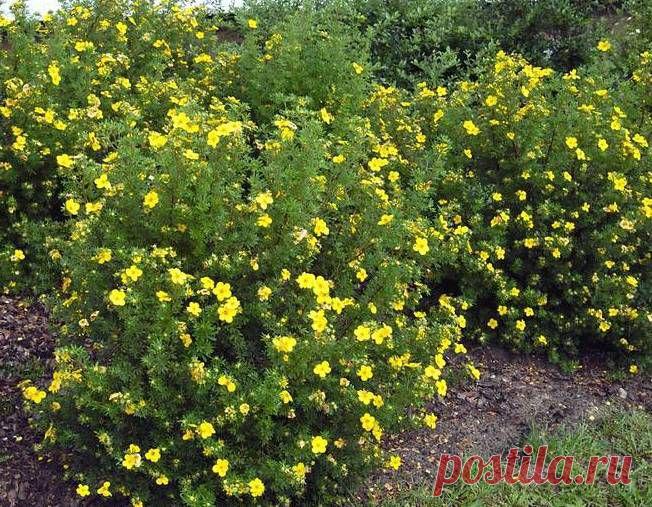 Как вырастить на дачном участке лапчатку кустарниковую | НА ЗАВАЛИНКЕ