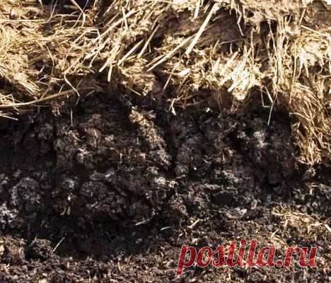 ОРГАНИЧЕСКИЕ УДОБРЕНИЯ — ХРАНЕНИЕ НАВОЗА