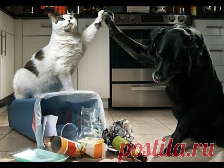 😺 Время хулиганить!  🐶 Смешное видео с собаками, кошками и котятами! 🐱