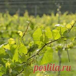 Подвязка винограда – делаем правильно и качественно | Садовод (Усадьба)