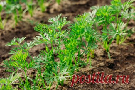 Как подготовить семена моркови к посеву. Дружные всходы гарантированы