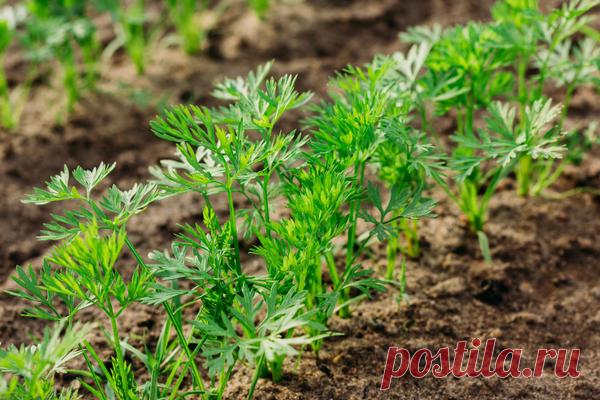 Как подготовить семена моркови к посеву. Дружные всходы гарантированы