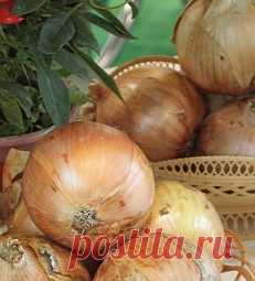 Борьба с вредителями - напоминалочка - Садоводка
