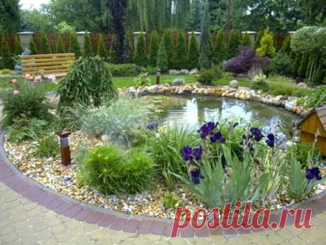 Растения прибрежной зоны вокруг пруда на даче