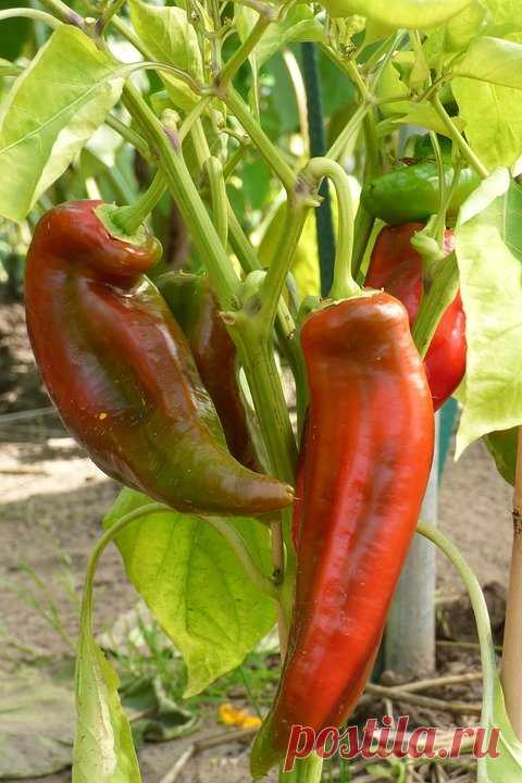 Хотите собрать перцев в 2 раза больше - читайте проверенный способ | У-Дачный канал советы от Арины | Яндекс Дзен