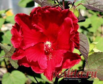 КОРНИ ТРАВЯНИСТЫХ ГИБИСКУСОВ НА ОСЕНЬ 2017 года - №44А