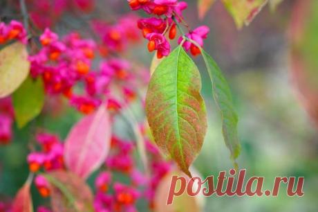 Декоративные деревья и кустарники с красивыми плодами для осеннего сада
Бересклет не нуждается в формирующей обрезке, поэтому идеально подходит для начинающих садоводов. Это нетребовательное растение летом особо ничем не выделяется, зато осенью переодевается в яркий наряд в розовых, красных и пурпурных оттенках. Кроме того, красивые осенние листья дополняют плоды необычной формы.