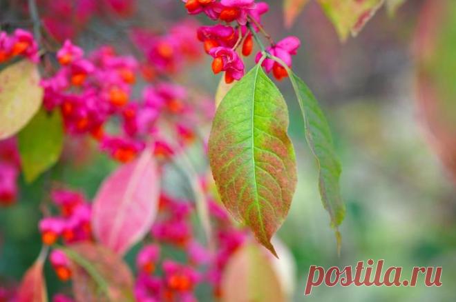 Декоративные деревья и кустарники с красивыми плодами для осеннего сада
Бересклет не нуждается в формирующей обрезке, поэтому идеально подходит для начинающих садоводов. Это нетребовательное растение летом особо ничем не выделяется, зато осенью переодевается в яркий наряд в розовых, красных и пурпурных оттенках. Кроме того, красивые осенние листья дополняют плоды необычной формы.