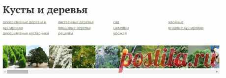 Кусты и деревья
