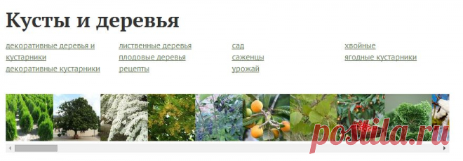 Кусты и деревья