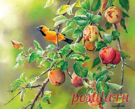 Пенье птиц... Художница Сьюзен Бордет (Susan Bourdet).