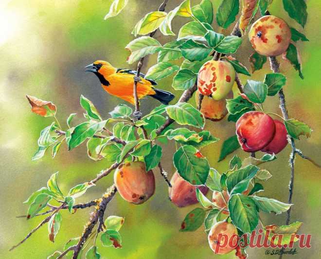 Пенье птиц... Художница Сьюзен Бордет (Susan Bourdet).