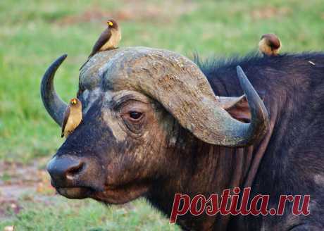 ЖИВОТНЫЕ - 9 фото. Фотографии ​​ ​​.