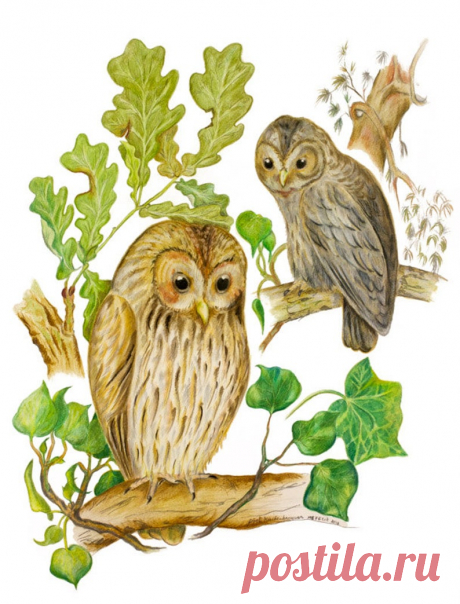 Original drawing of Brown Tawny Woodland Owls Owl Bird Art | Etsy