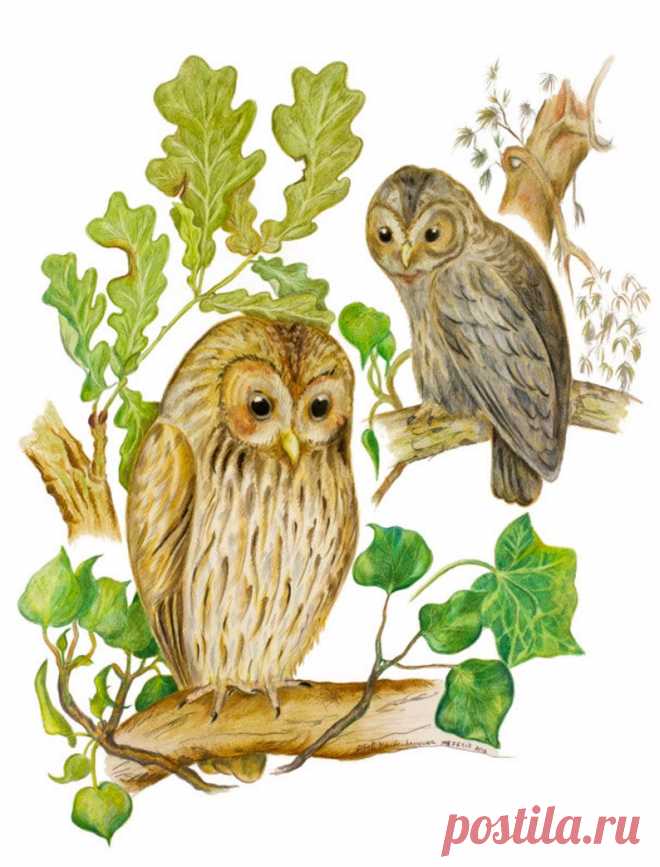 Original drawing of Brown Tawny Woodland Owls Owl Bird Art | Etsy