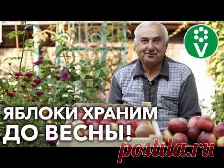 ЯБЛОКИ И ГРУШИ СОХРАНЯТСЯ ВСЮ ЗИМУ! Сочные плоды, как только что с дерева!