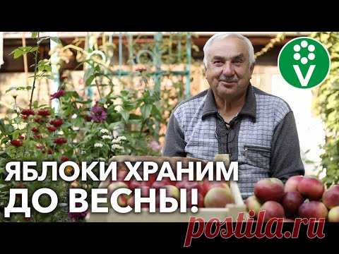 ЯБЛОКИ И ГРУШИ СОХРАНЯТСЯ ВСЮ ЗИМУ! Сочные плоды, как только что с дерева!
