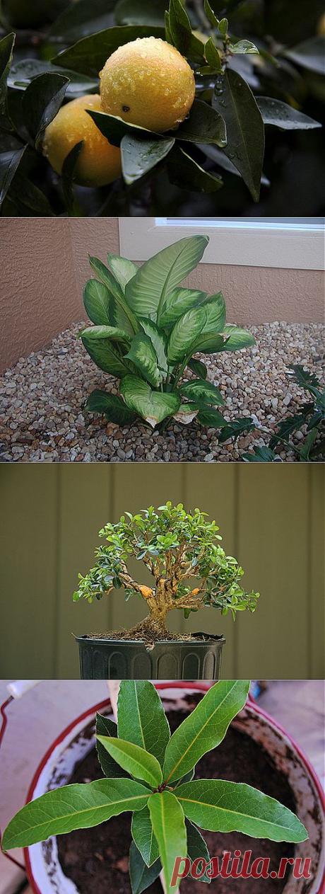 Как ухаживать за комнатными древесными растениями | Наш уютный дом