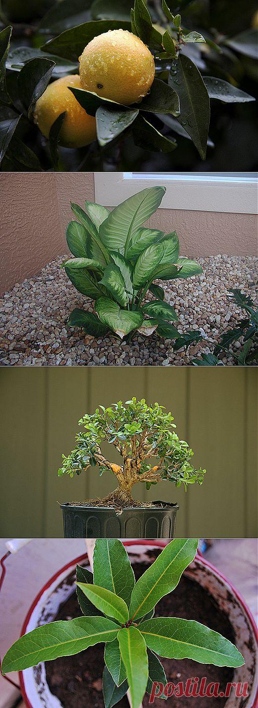 Как ухаживать за комнатными древесными растениями | Наш уютный дом