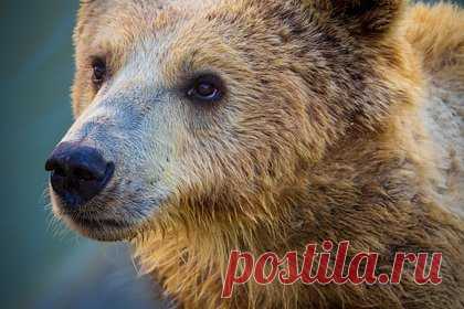 Пожилая женщина подралась с черным медведем ради своей собаки и победила. 64-летняя жительница США подралась с медведем, который погнался за ее собакой, и победила. В пятницу, 30 июня, Линн Келли из города Портер, штат Мэн, работала в саду, когда ее собака внезапно залаяла и убежала в сторону ближайшего леса. Пожилая женщина поспешила за питомицей, чтобы узнать, в чем дело.