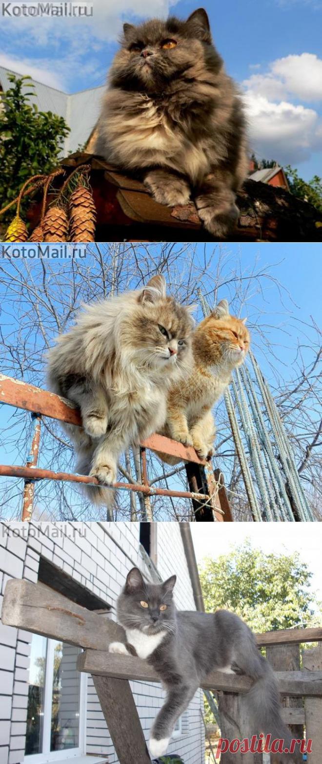 Высоко сижу. Далеко гляжу! | KotoMail.ru